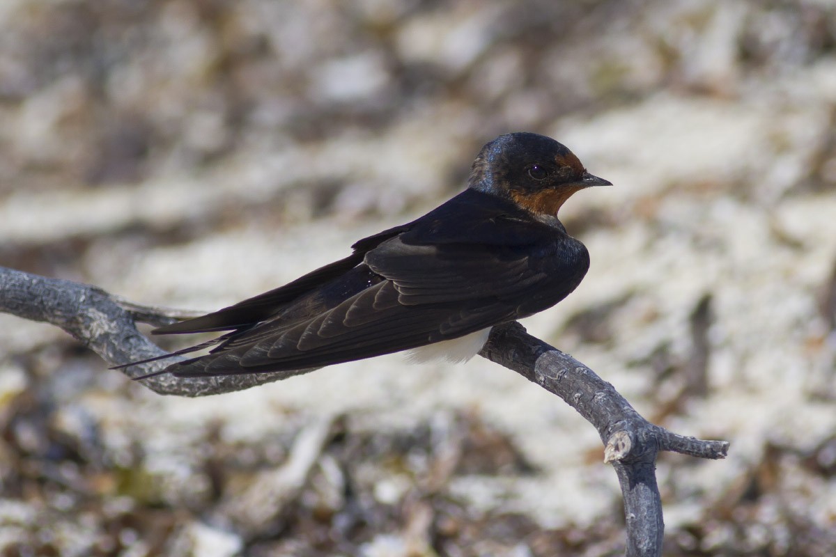 vlaštovka obecná (ssp. erythrogaster) - ML49298541