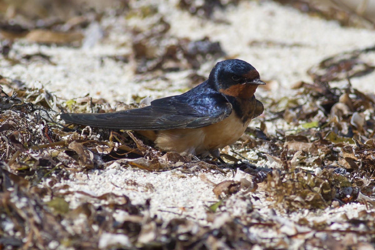 Barn Swallow (American) - ML49298551