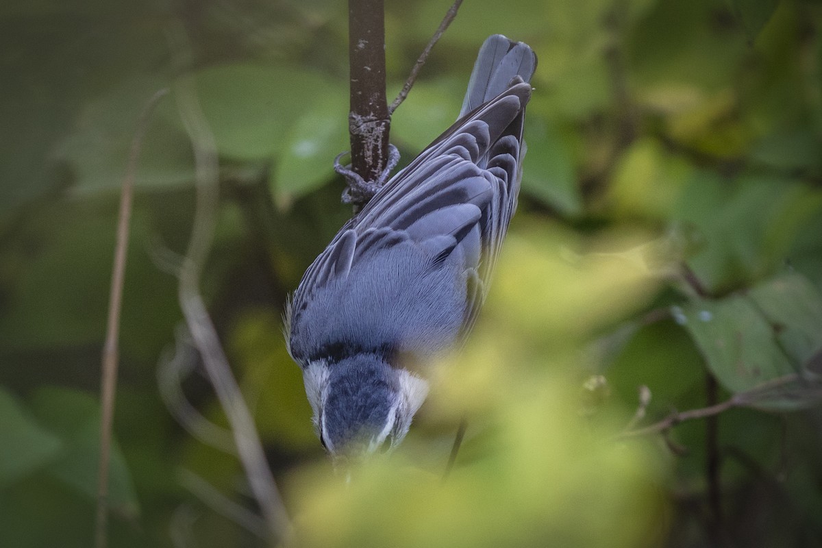 White-breasted Nuthatch - ML492985821