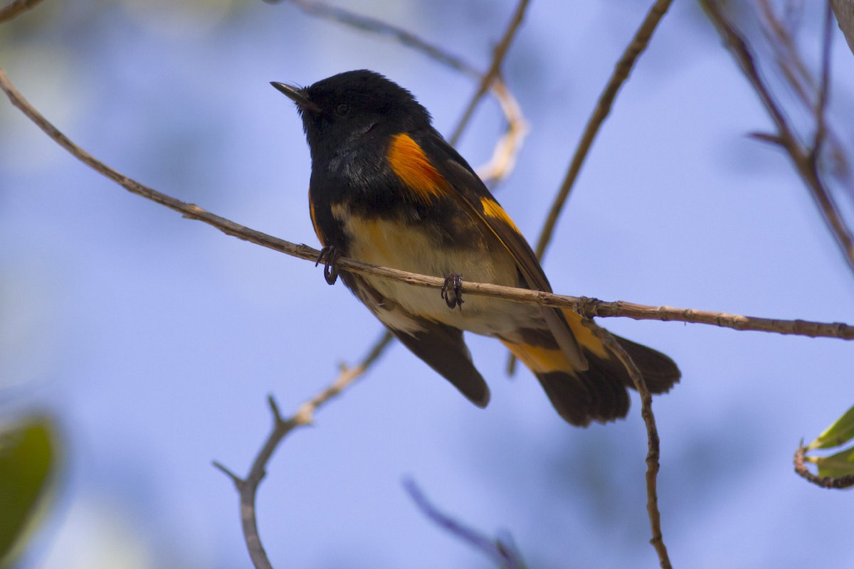 American Redstart - ML49298631