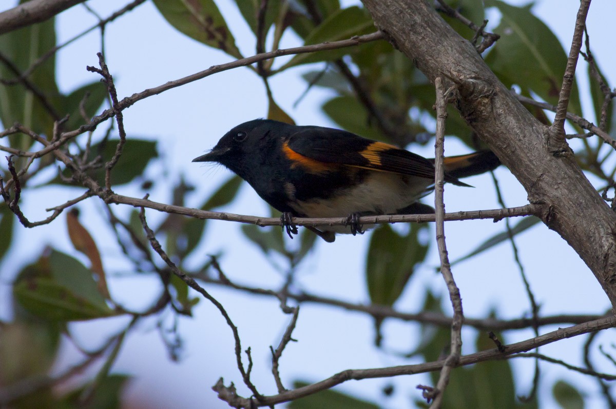 American Redstart - ML49298651