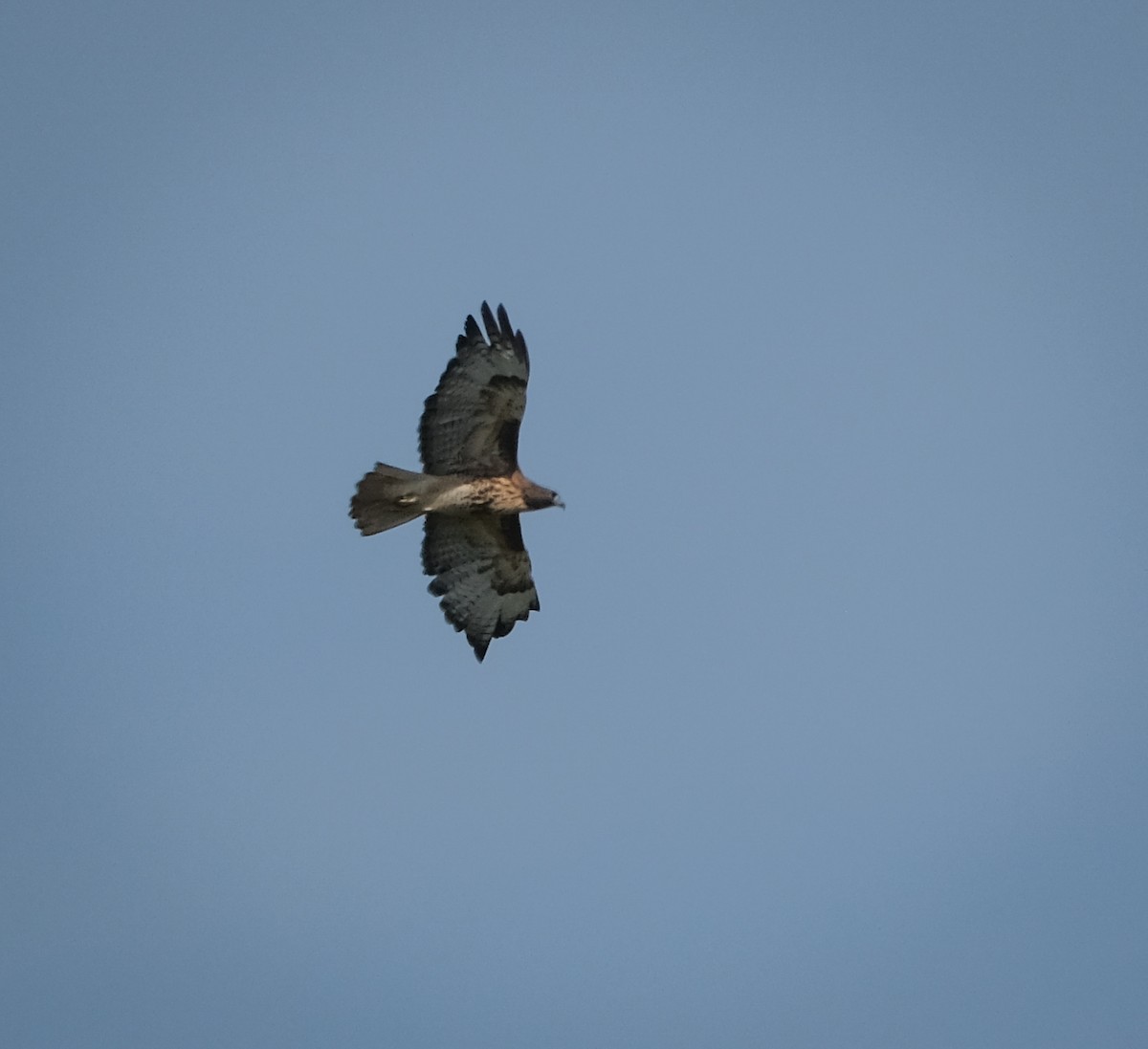 Red-tailed Hawk - ML492986531