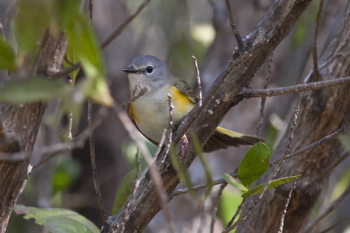 rødstjertparula - ML49298661