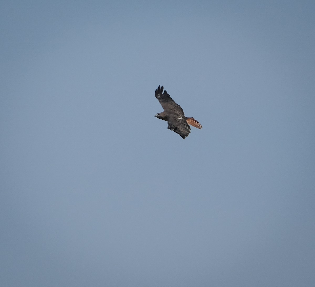 Red-tailed Hawk - ML492986851
