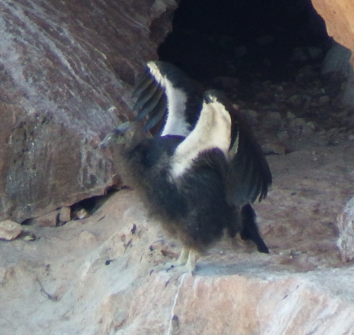 eBird Checklist - 5 Oct 2022 - Grand Canyon National Park, Marble ...