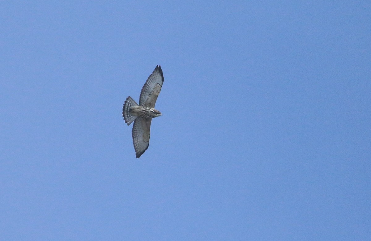 Broad-winged Hawk - ML492988811