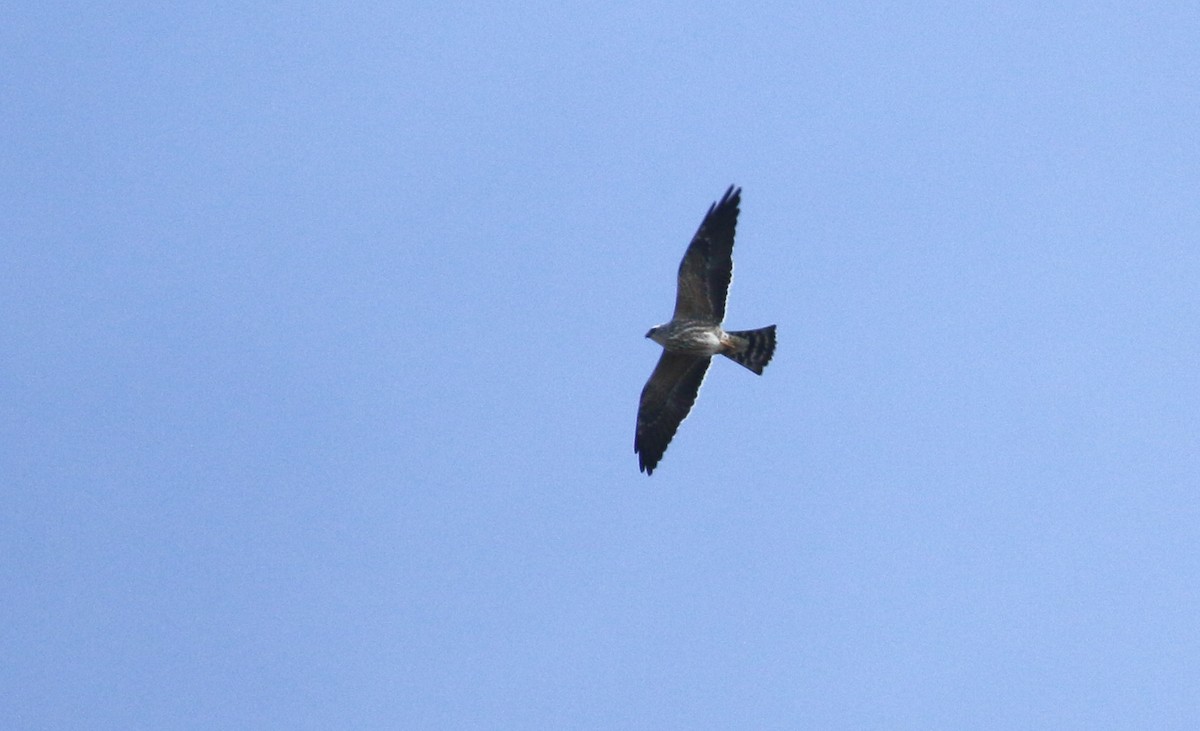 Mississippi Kite - ML492988871