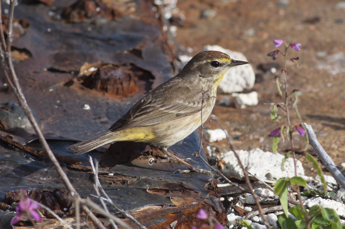 Palm Warbler - ML49298891