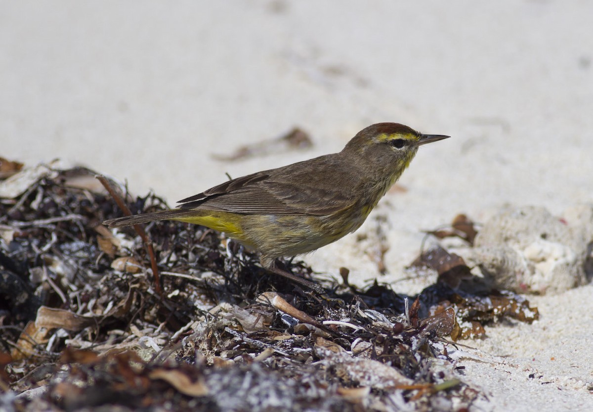 Palm Warbler - ML49298901