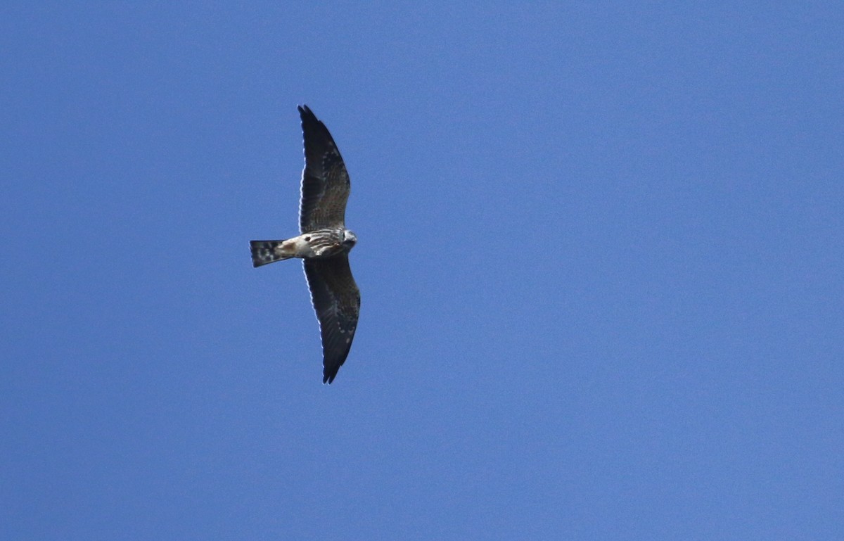 Mississippi Kite - Mark Dettling