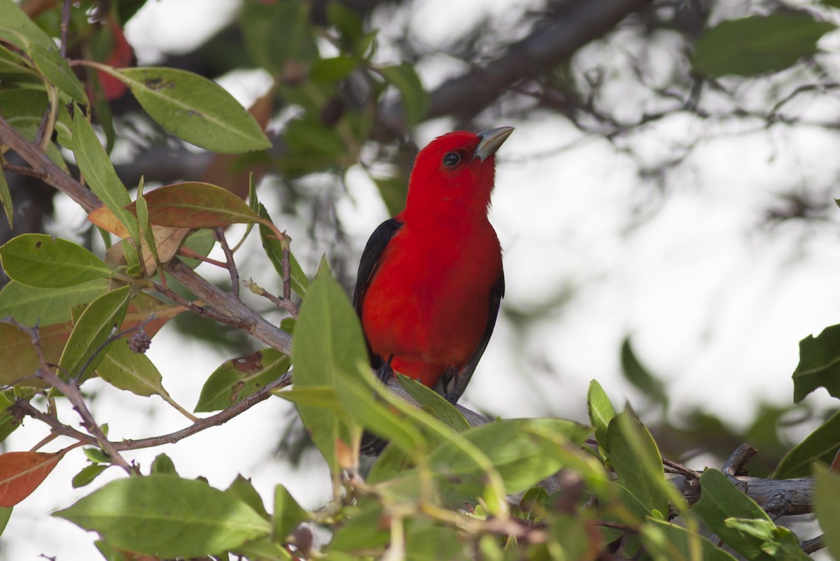 Scarlet Tanager - Michael Todd