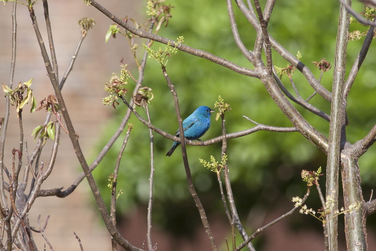 Indigo Bunting - ML49298961