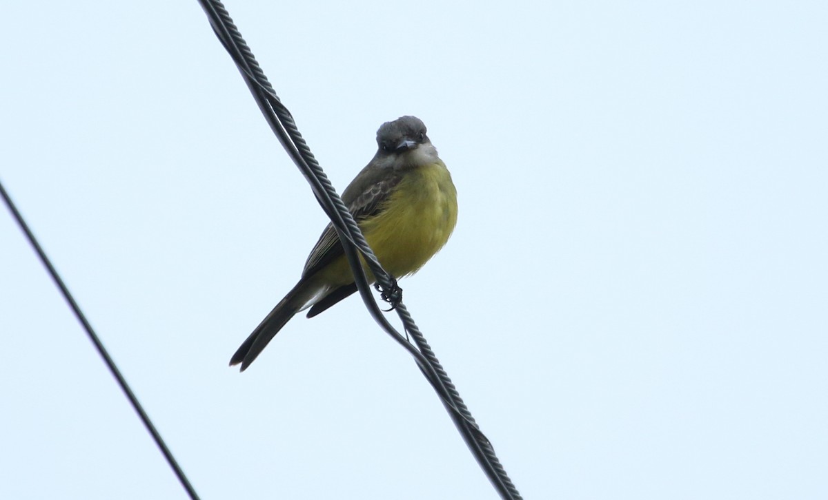 Tropical Kingbird - ML492990931