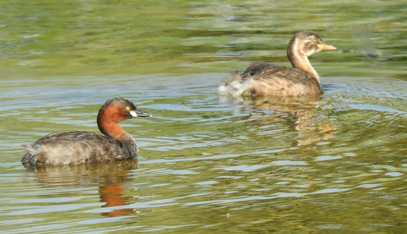 Little Grebe - ML492991031