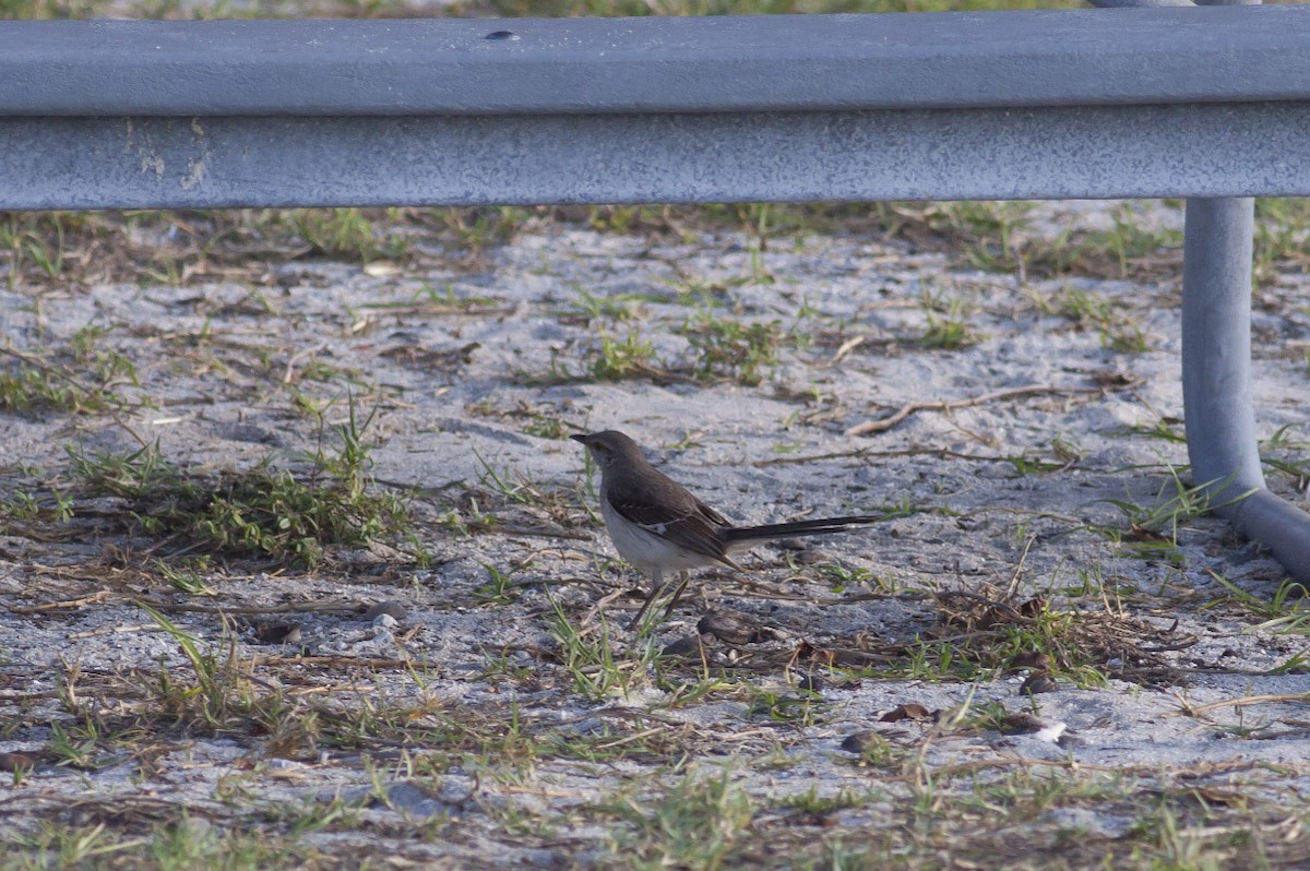 Northern Mockingbird - ML49299151