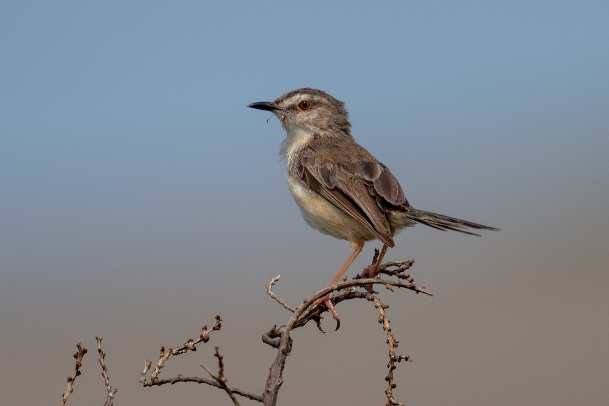 Plain Prinia - ML492991521