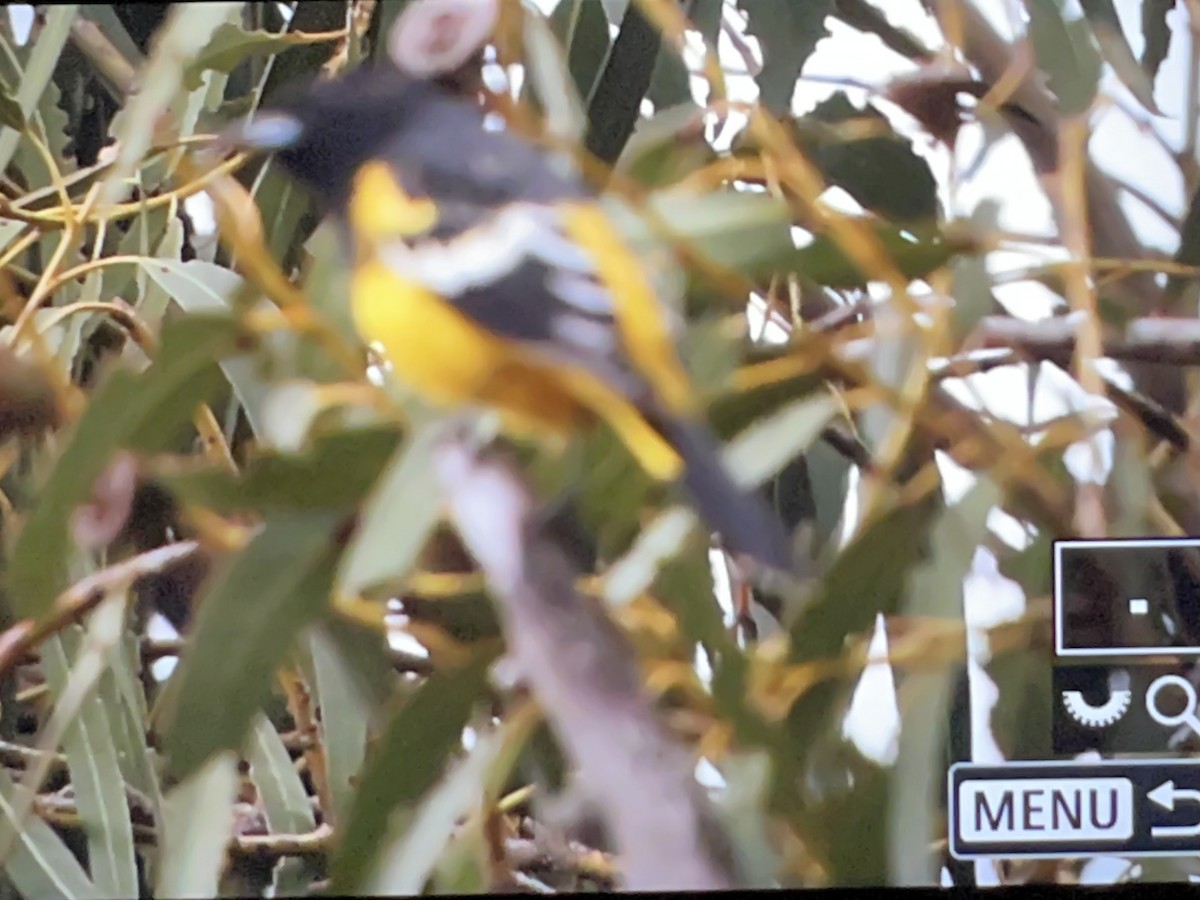 Scott's Oriole - ML492991821