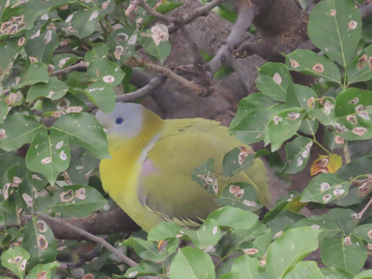 Yellow-footed Green-Pigeon - ML492992001