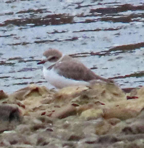 Snowy Plover - Diane Etchison