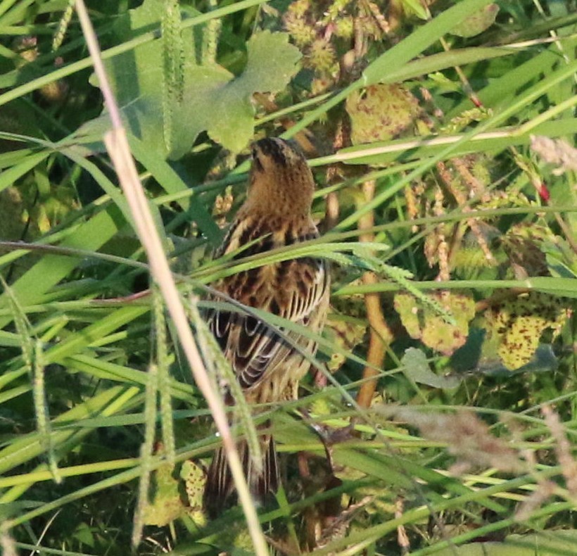 bobolink americký - ML492995151