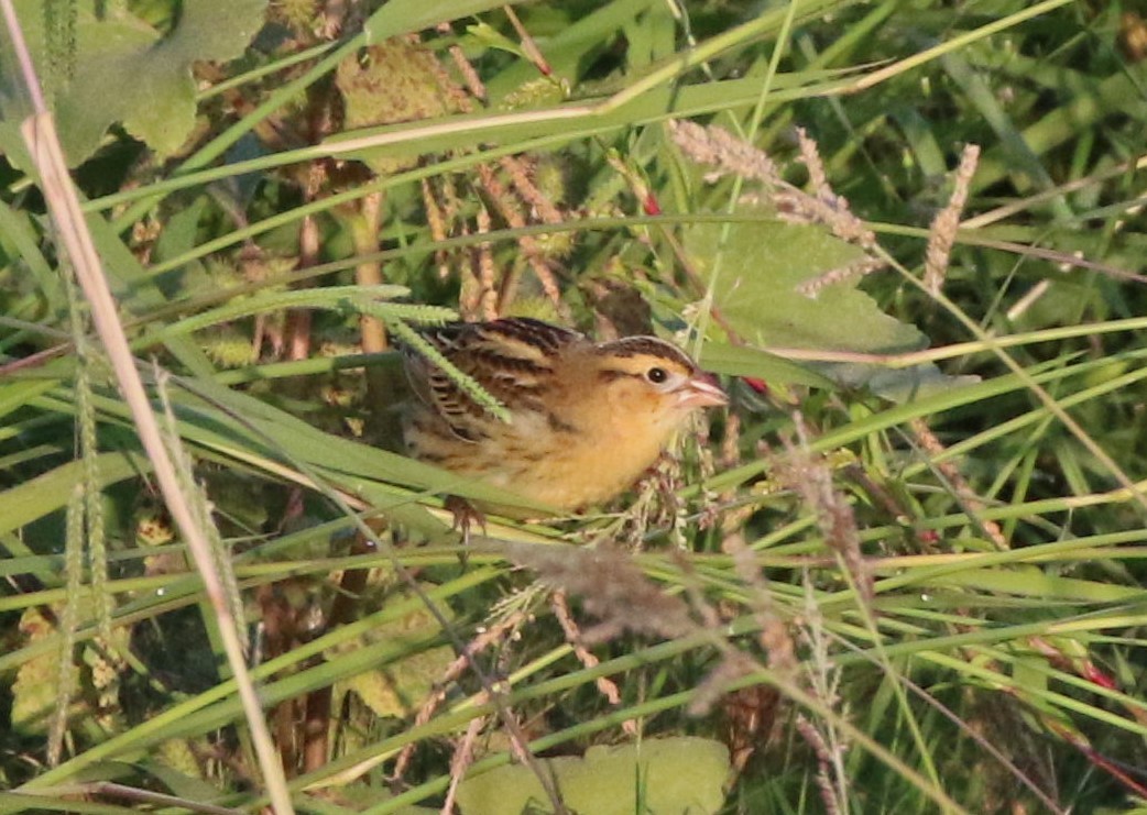 Goglu des prés - ML492995161