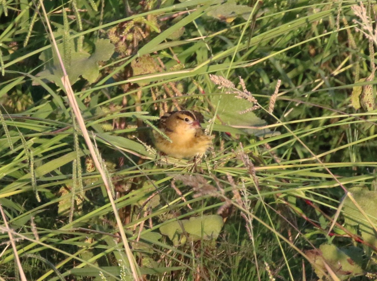 bobolink americký - ML492995171