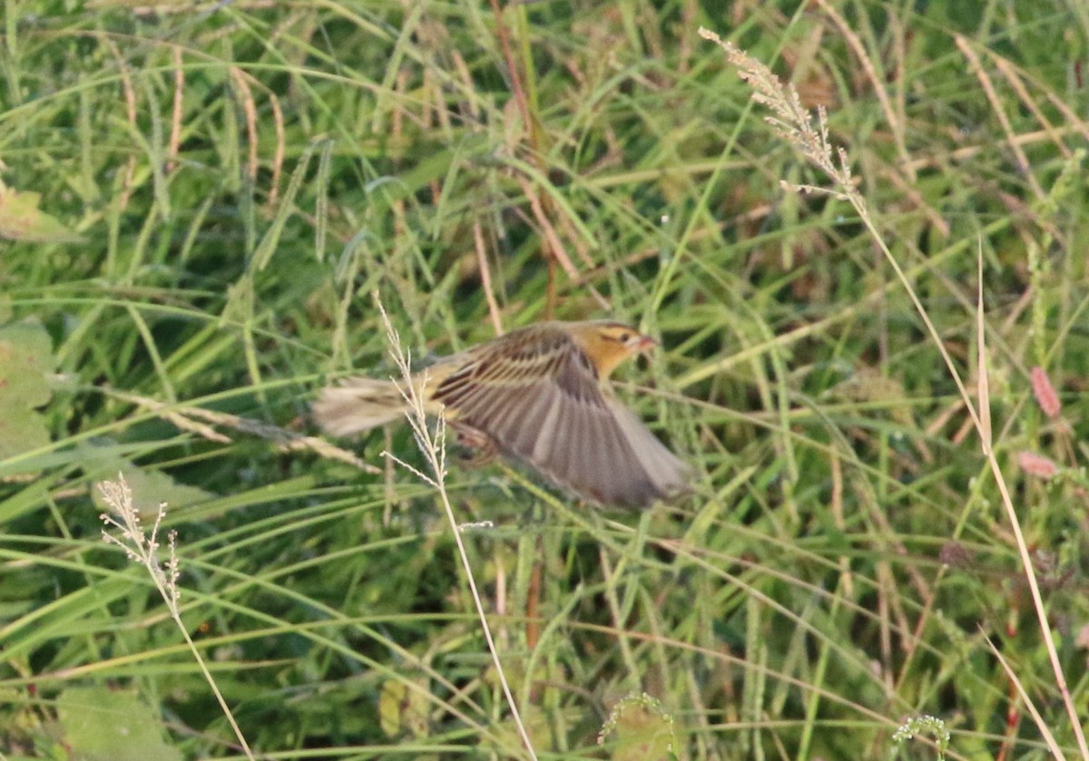 bobolink americký - ML492995211