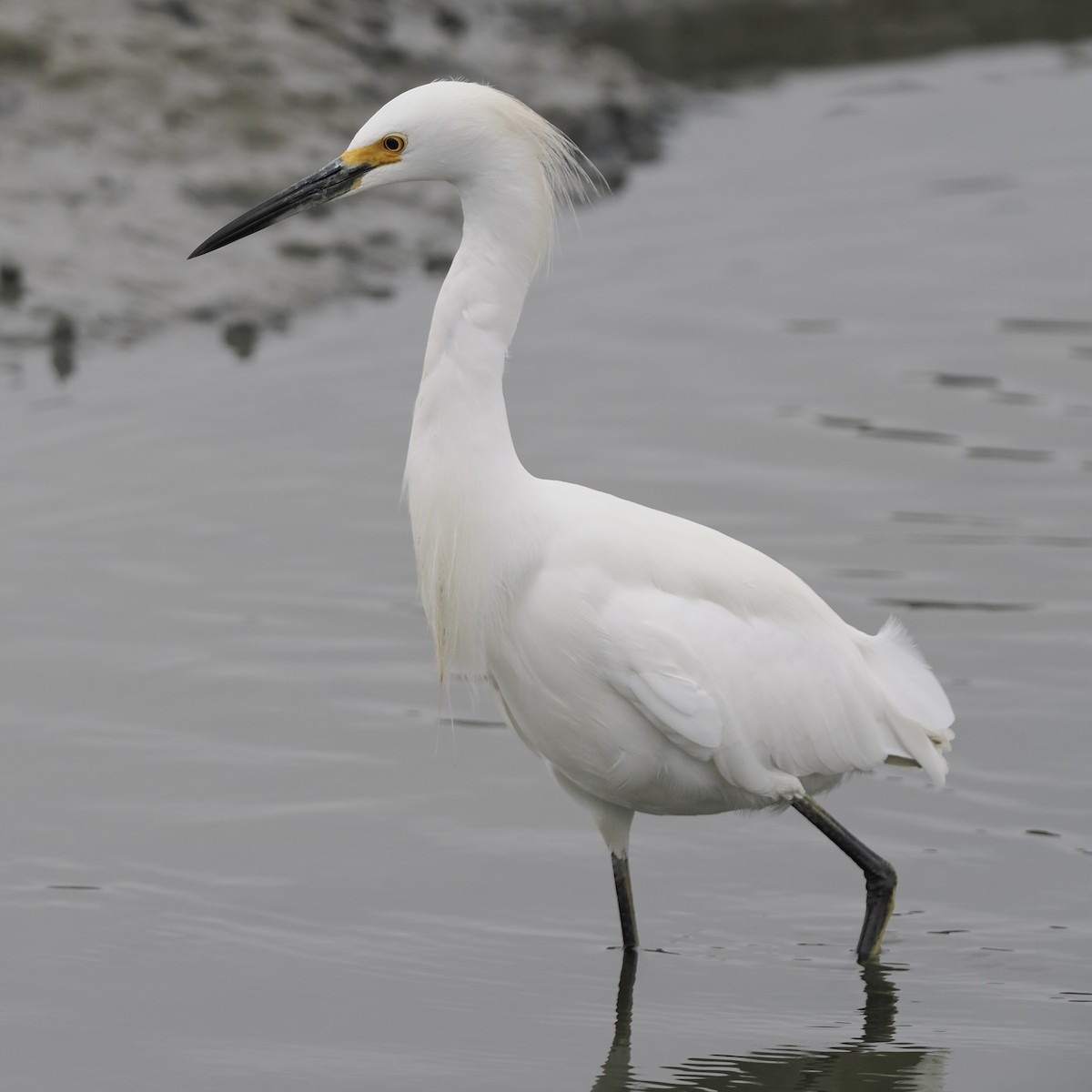 Snowy Egret - ML492995301