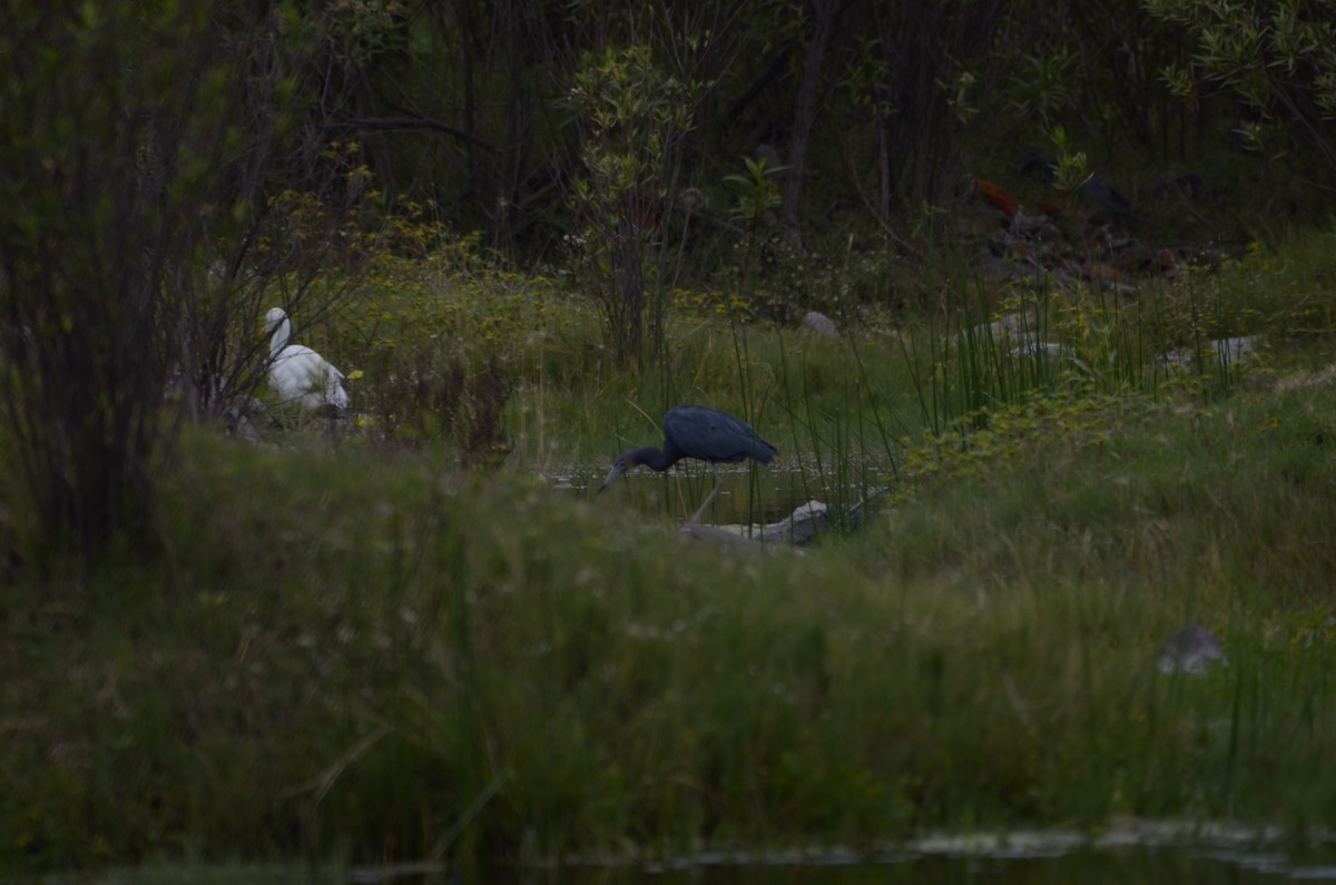 Little Blue Heron - Saúl Saldaña Martínez