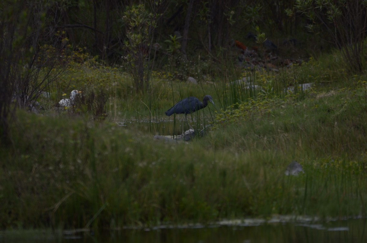 Little Blue Heron - ML492995631