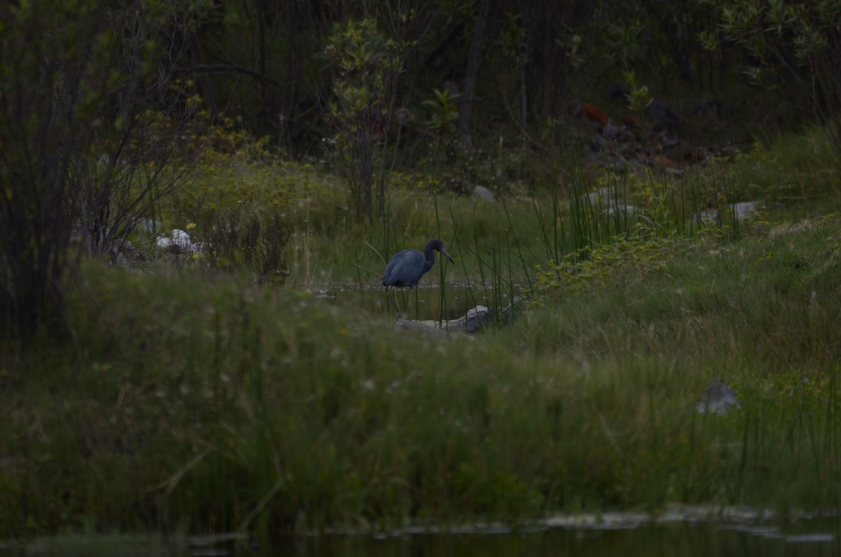 Little Blue Heron - ML492995641