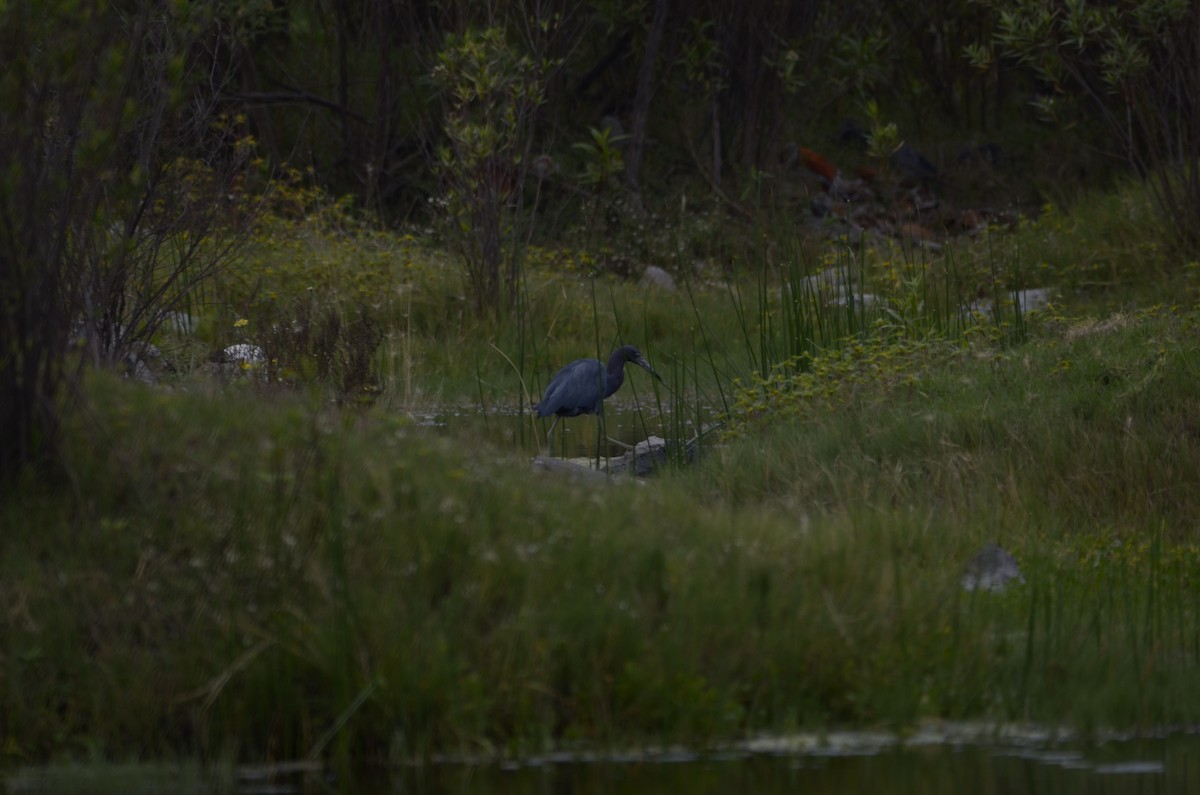 Little Blue Heron - ML492995651