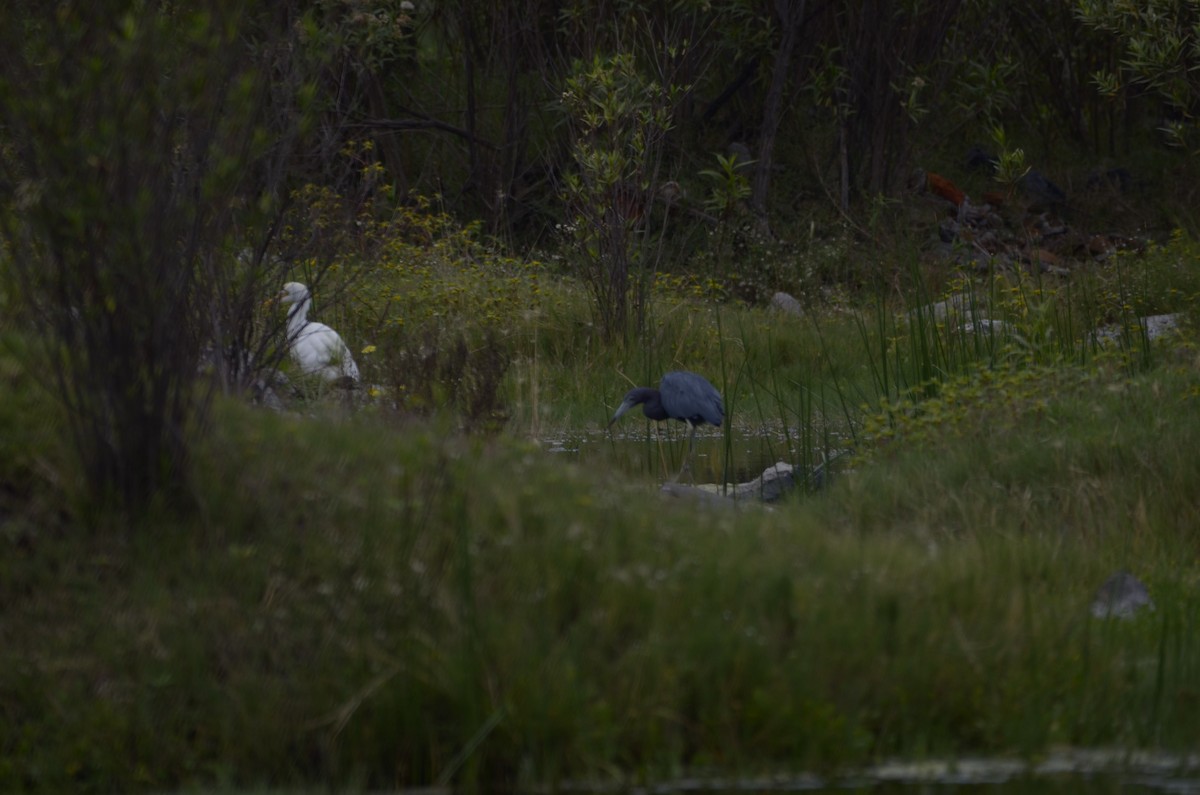 Little Blue Heron - ML492995661