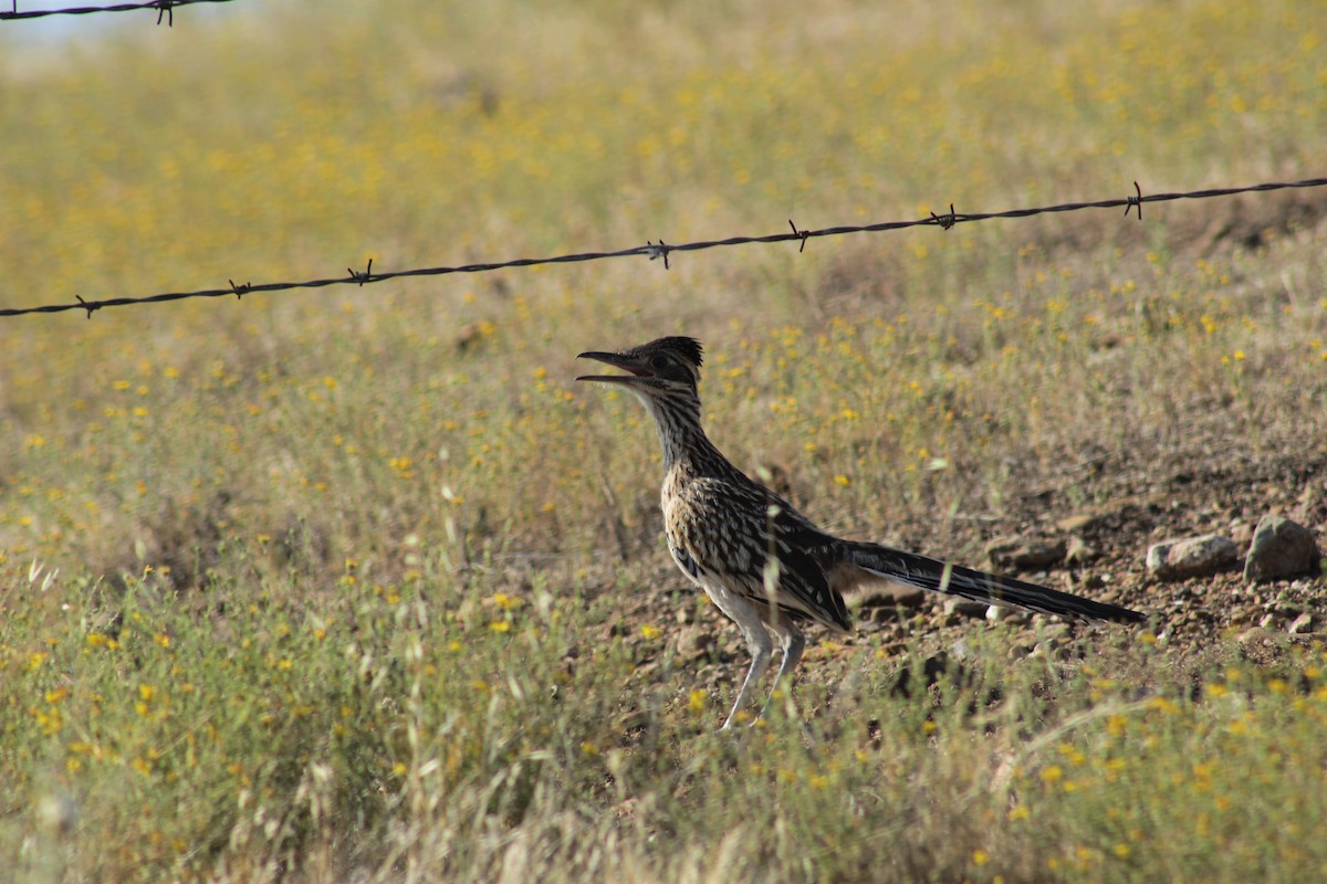 Greater Roadrunner - ML492996711