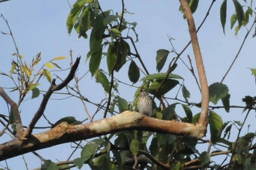 Gray-streaked Flycatcher - Warren Whaley