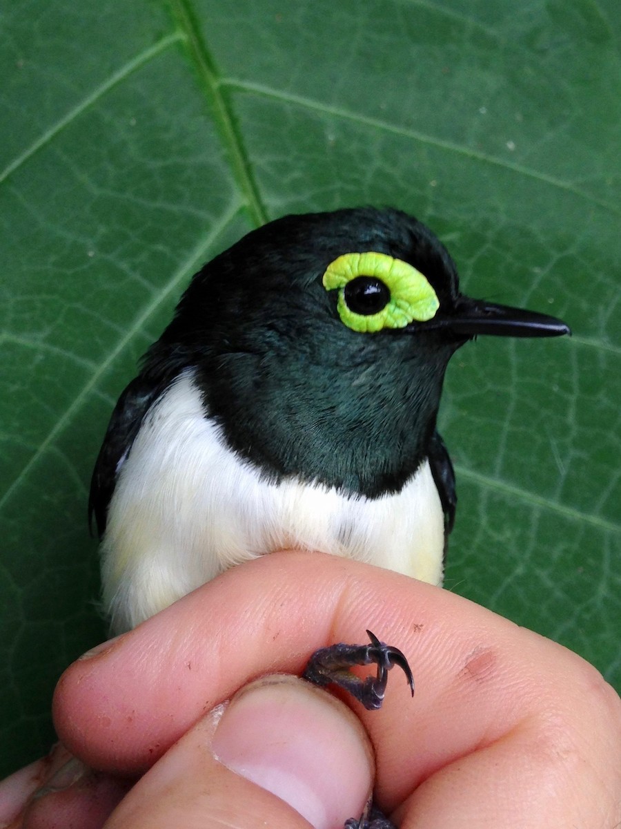 Black-necked Wattle-eye - ML49300161