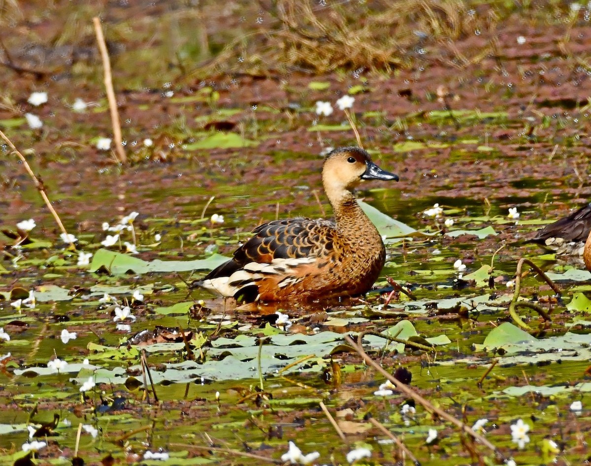 Wandering Whistling-Duck - ML493002421