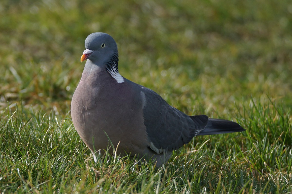 Common Wood-Pigeon - ML493002581