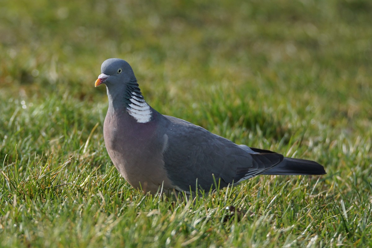 Common Wood-Pigeon - ML493002591