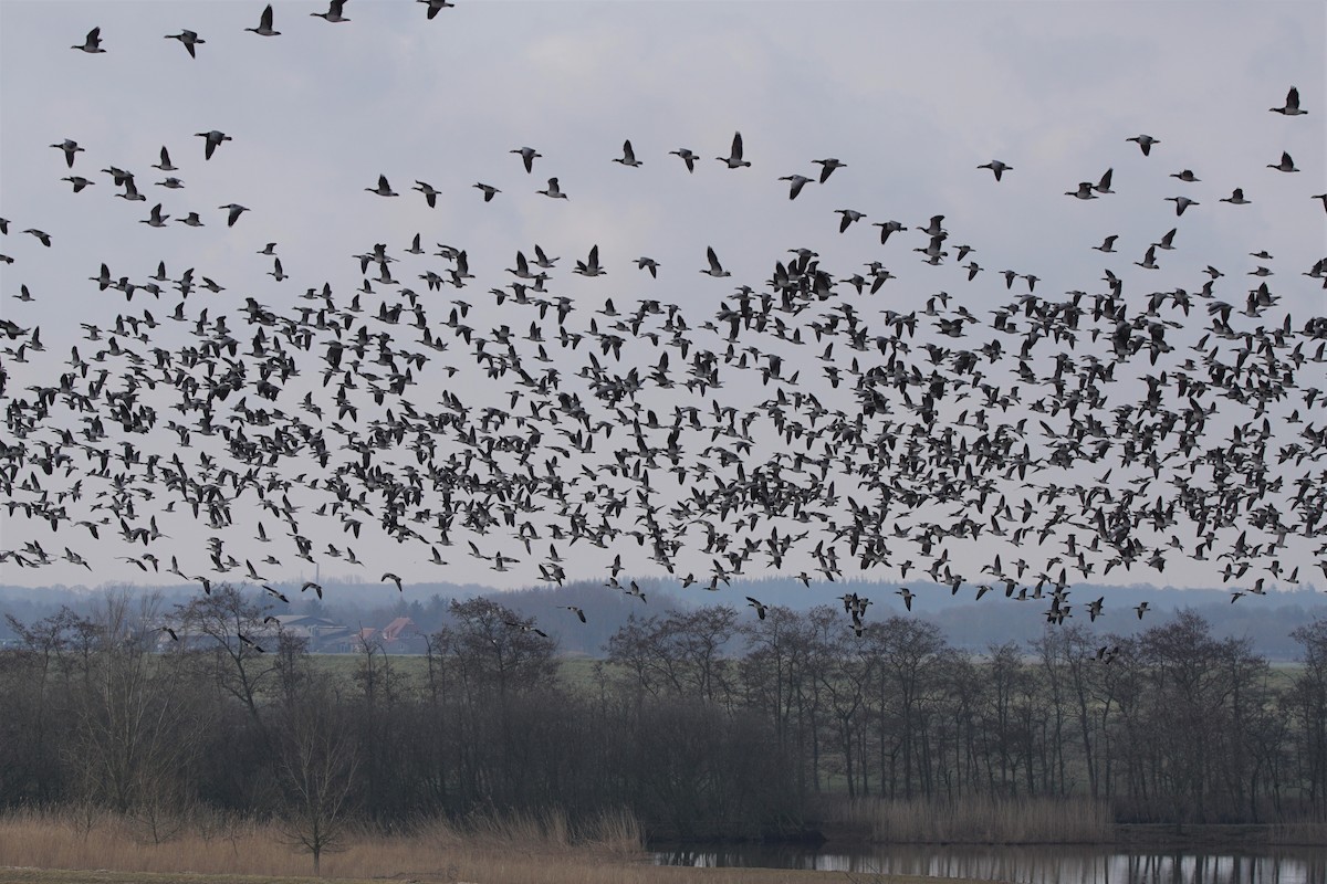 Barnacle Goose - ML493003001