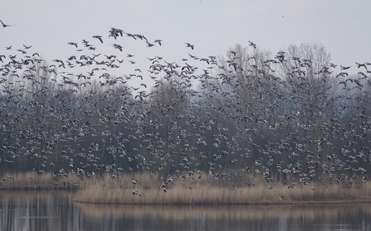 Barnacle Goose - ML493003011