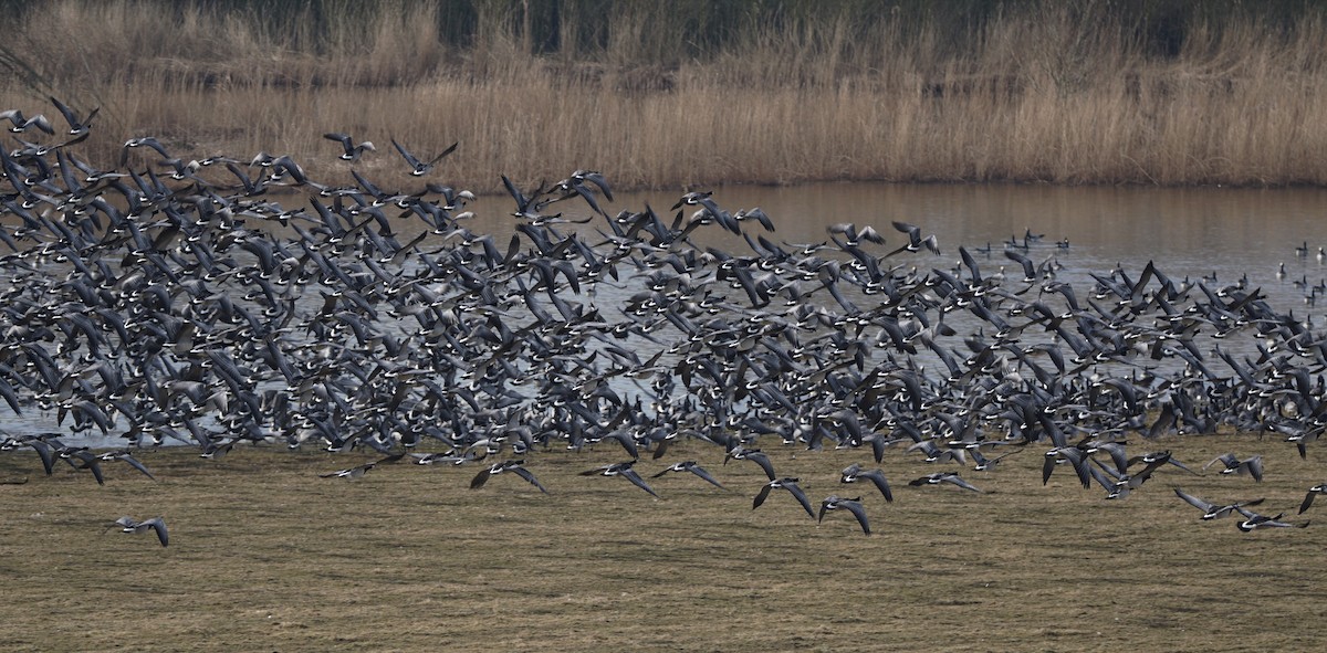 Barnacle Goose - ML493003021