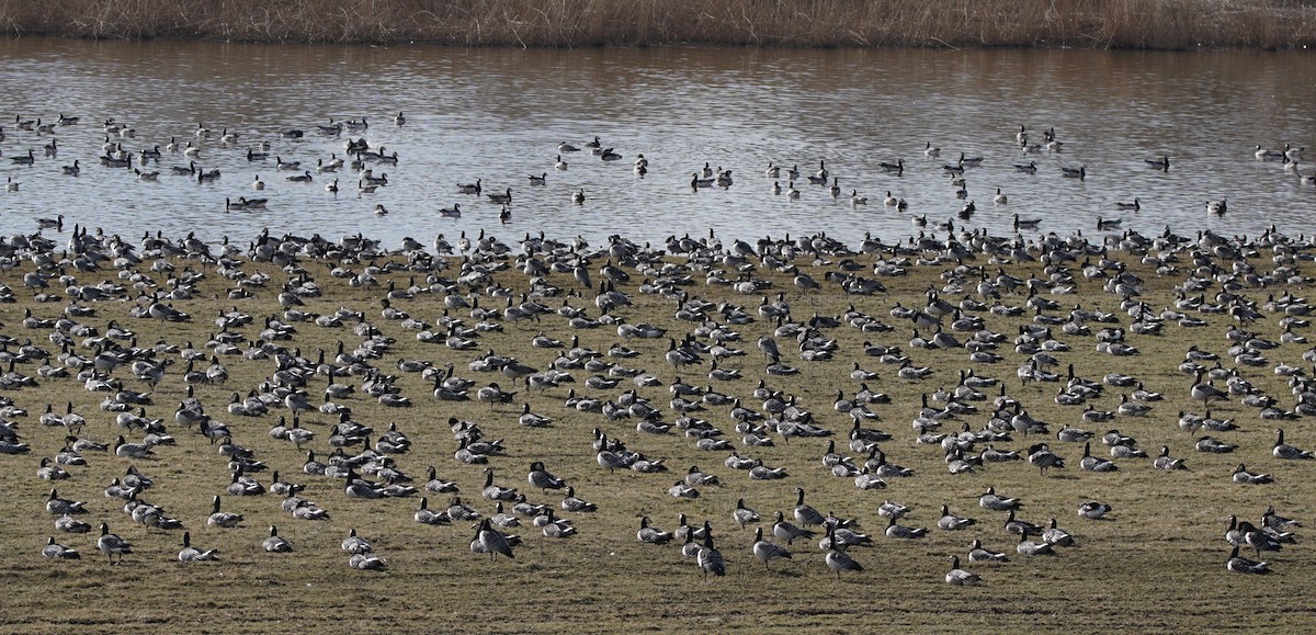 Barnacle Goose - ML493003031