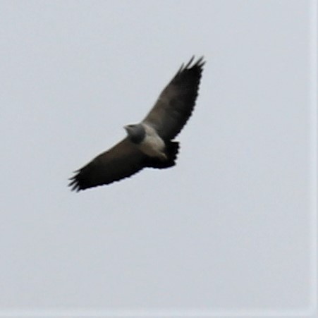 Black-chested Buzzard-Eagle - ML493004201