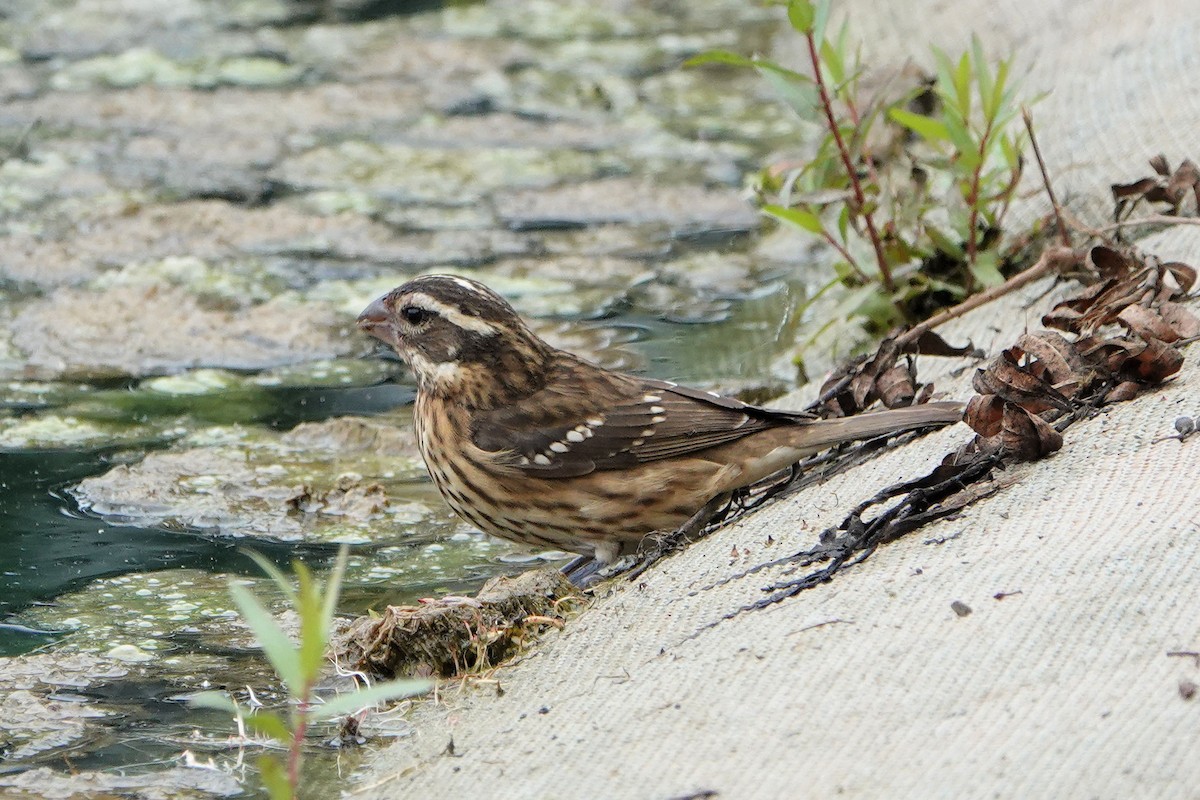 Rose-breasted Grosbeak - ML493005981