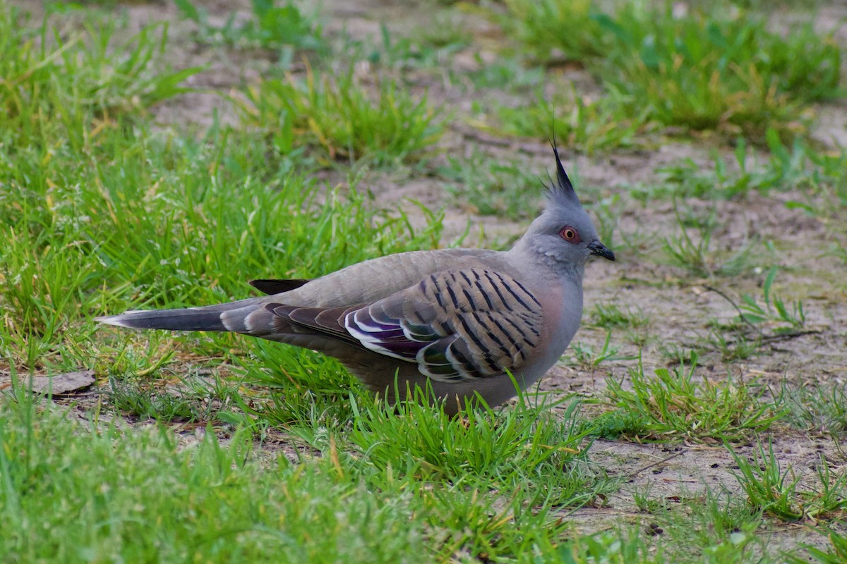 Crested Pigeon - ML493006331