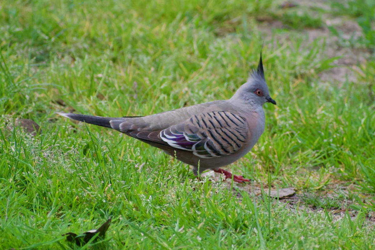 Crested Pigeon - ML493006341