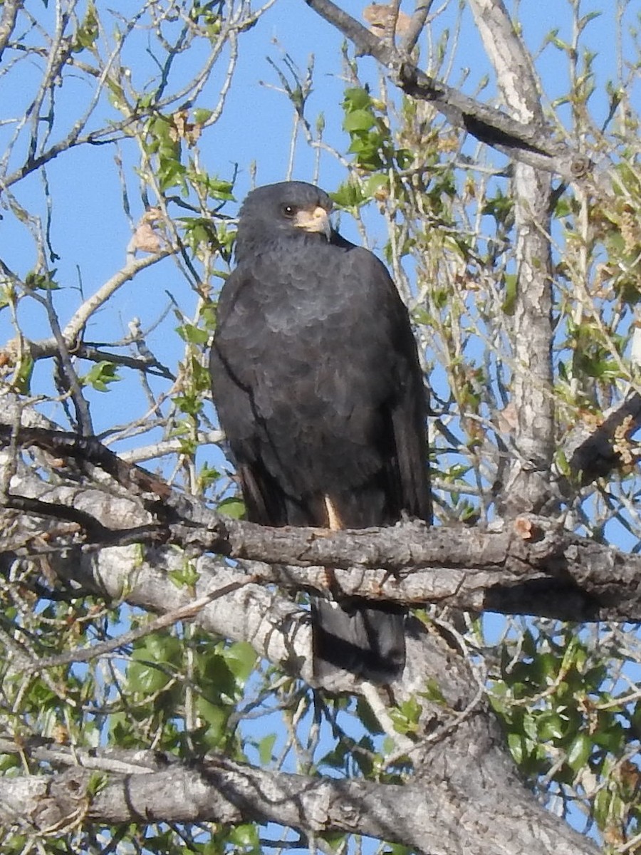 Common Black Hawk - Paul Suchanek