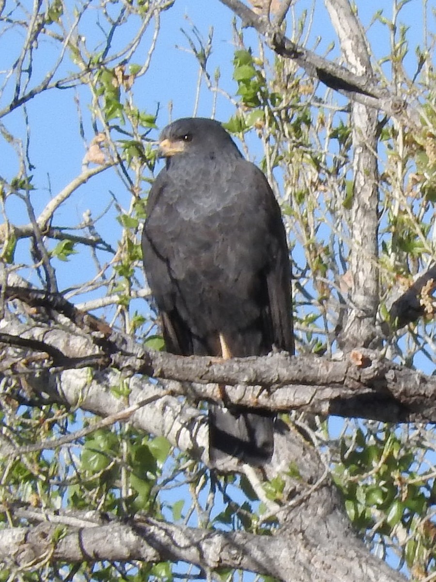 Krabbenbussard - ML49300751