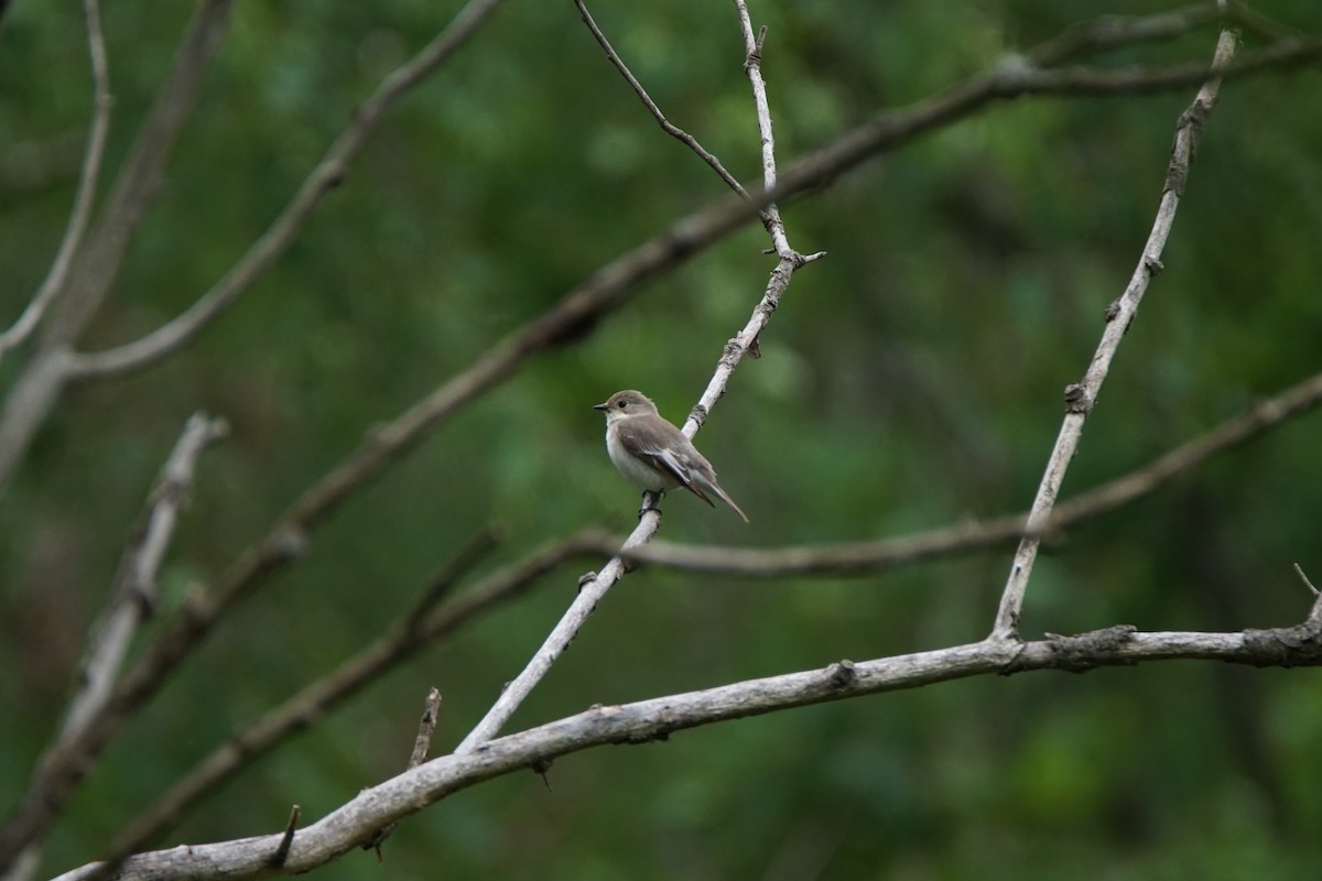 European Pied Flycatcher - ML493008511